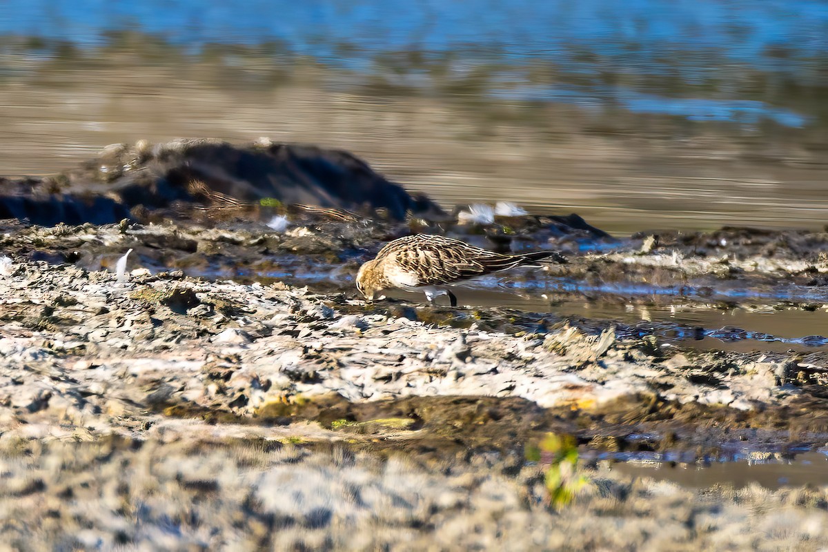 Baird's Sandpiper - ML623044536