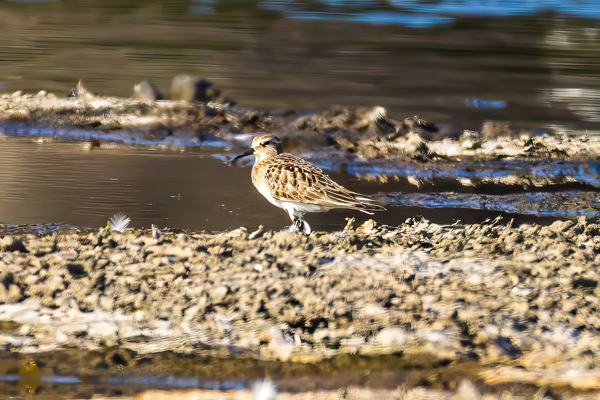 Baird's Sandpiper - graichen & recer