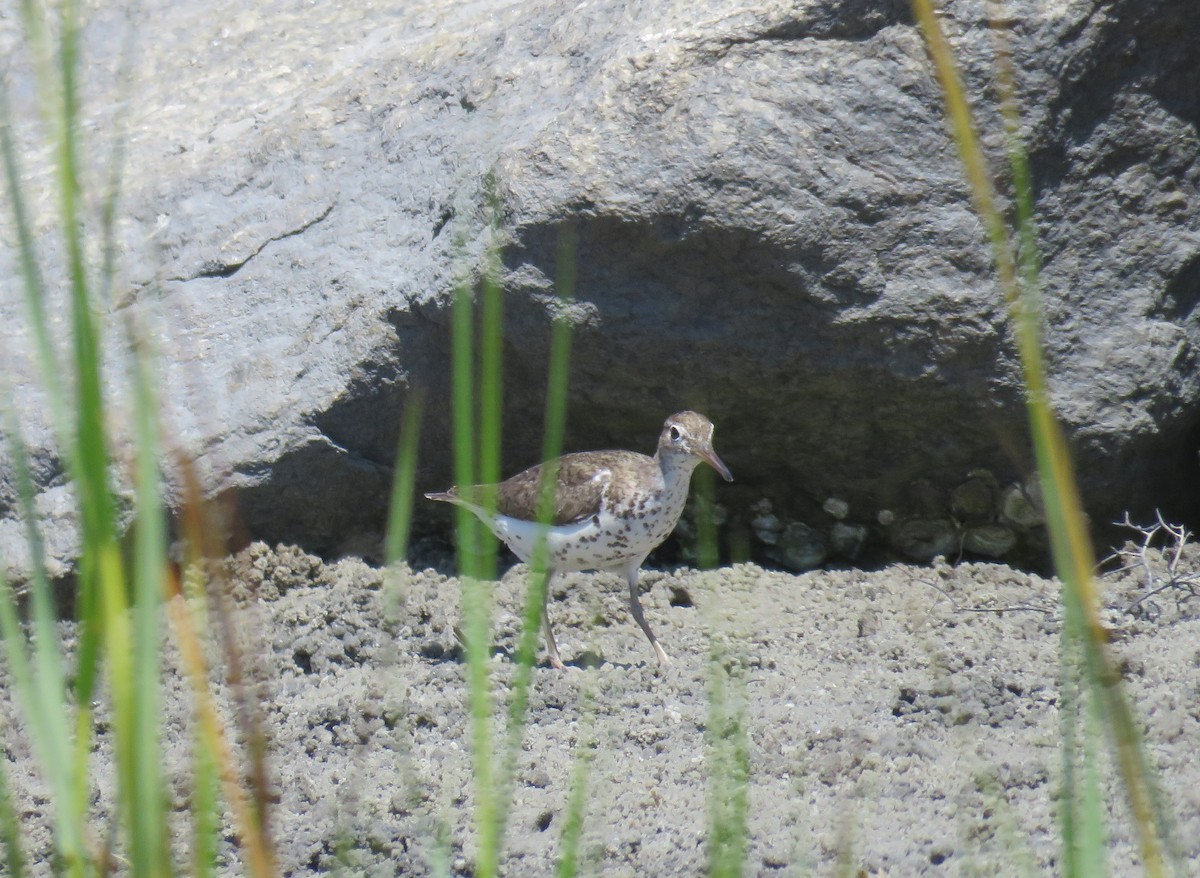 Spotted Sandpiper - James Asmuth