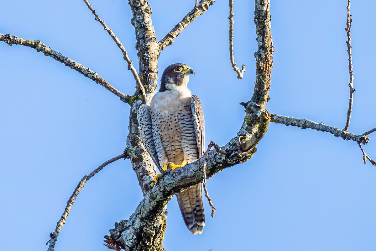 Peregrine Falcon - ML623044544