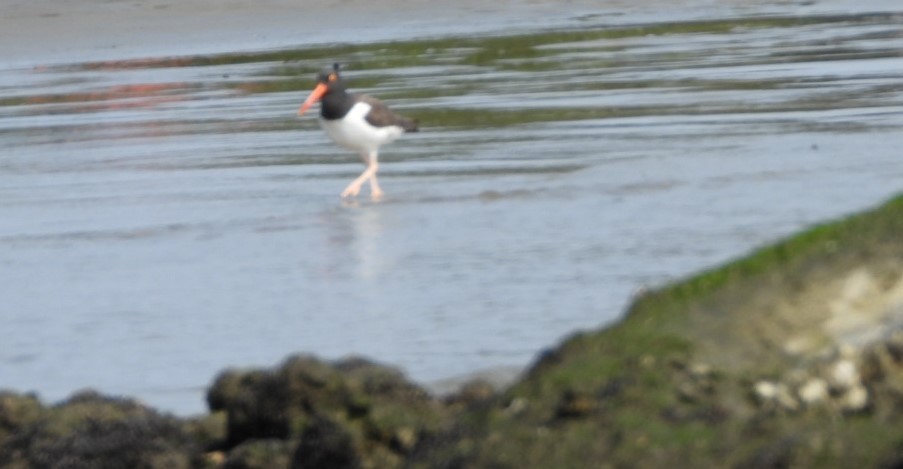 American Oystercatcher - ML623044565