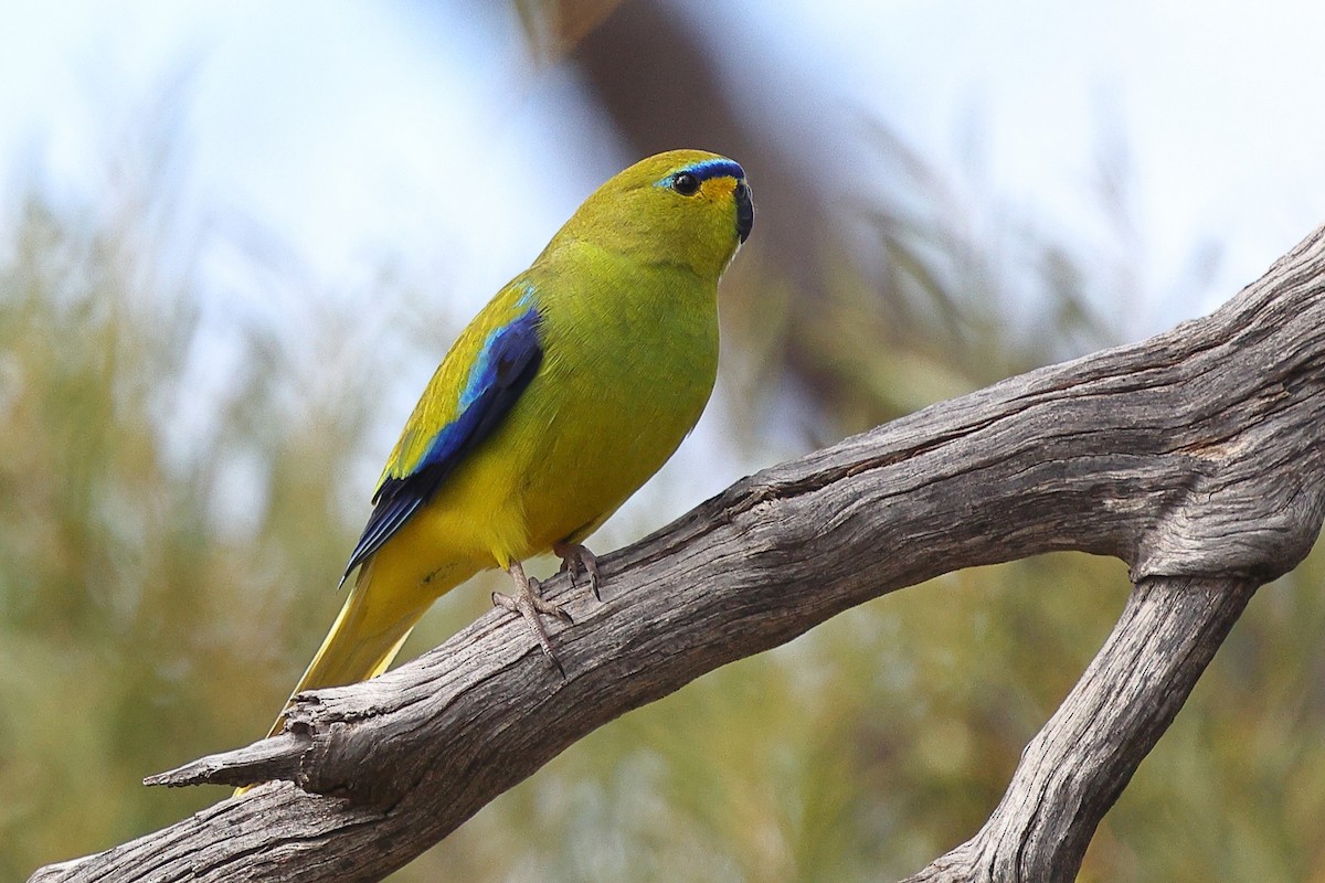 Elegant Parrot - Sam Zhang