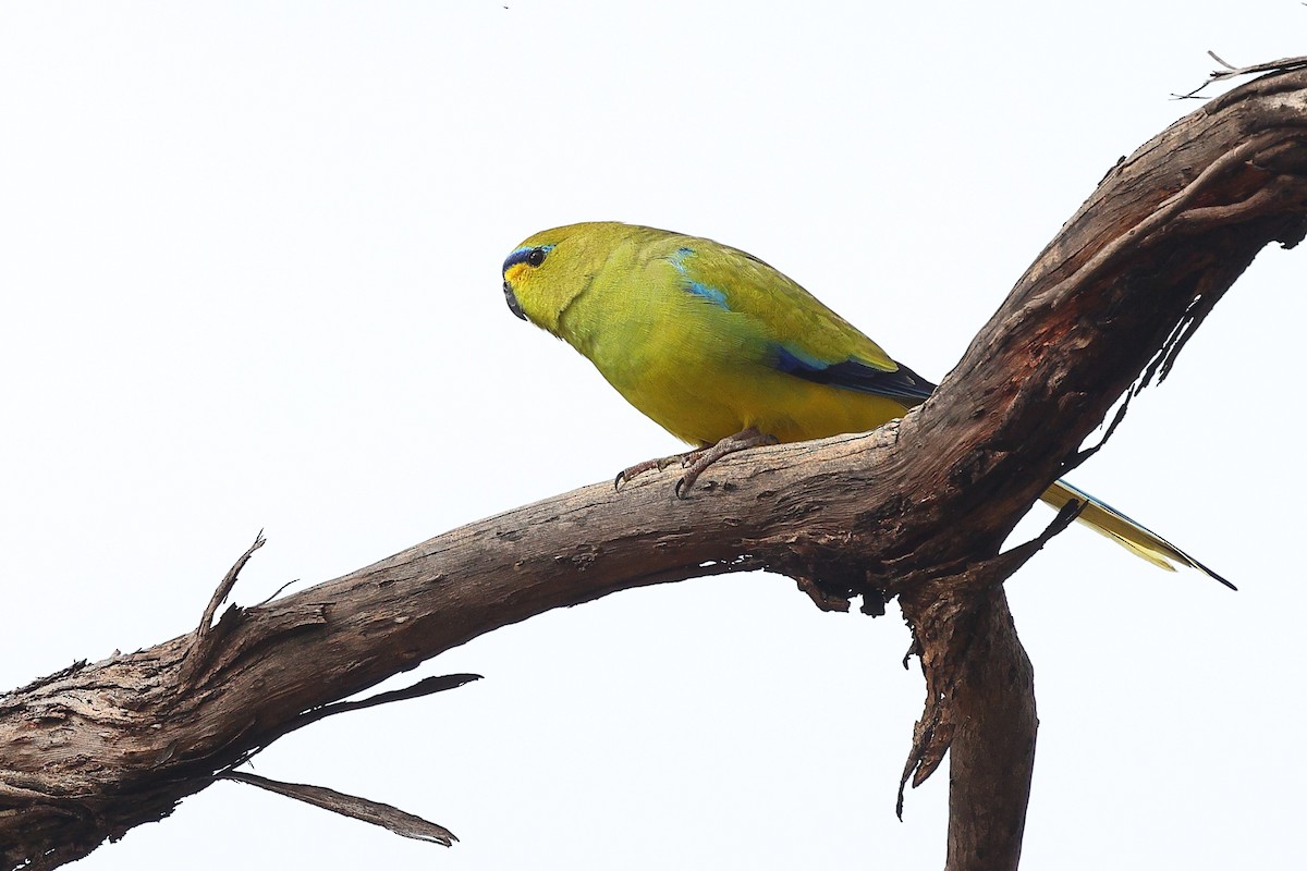 Elegant Parrot - ML623044592