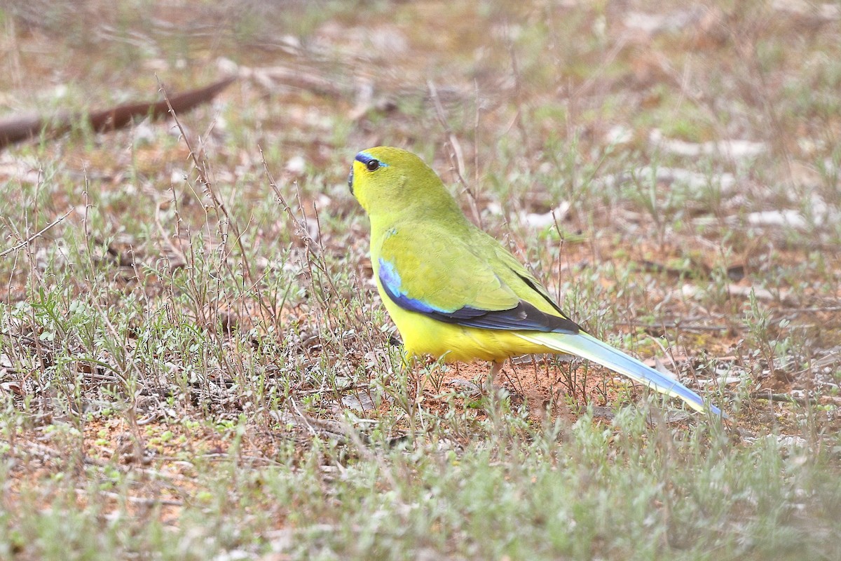 Elegant Parrot - ML623044598