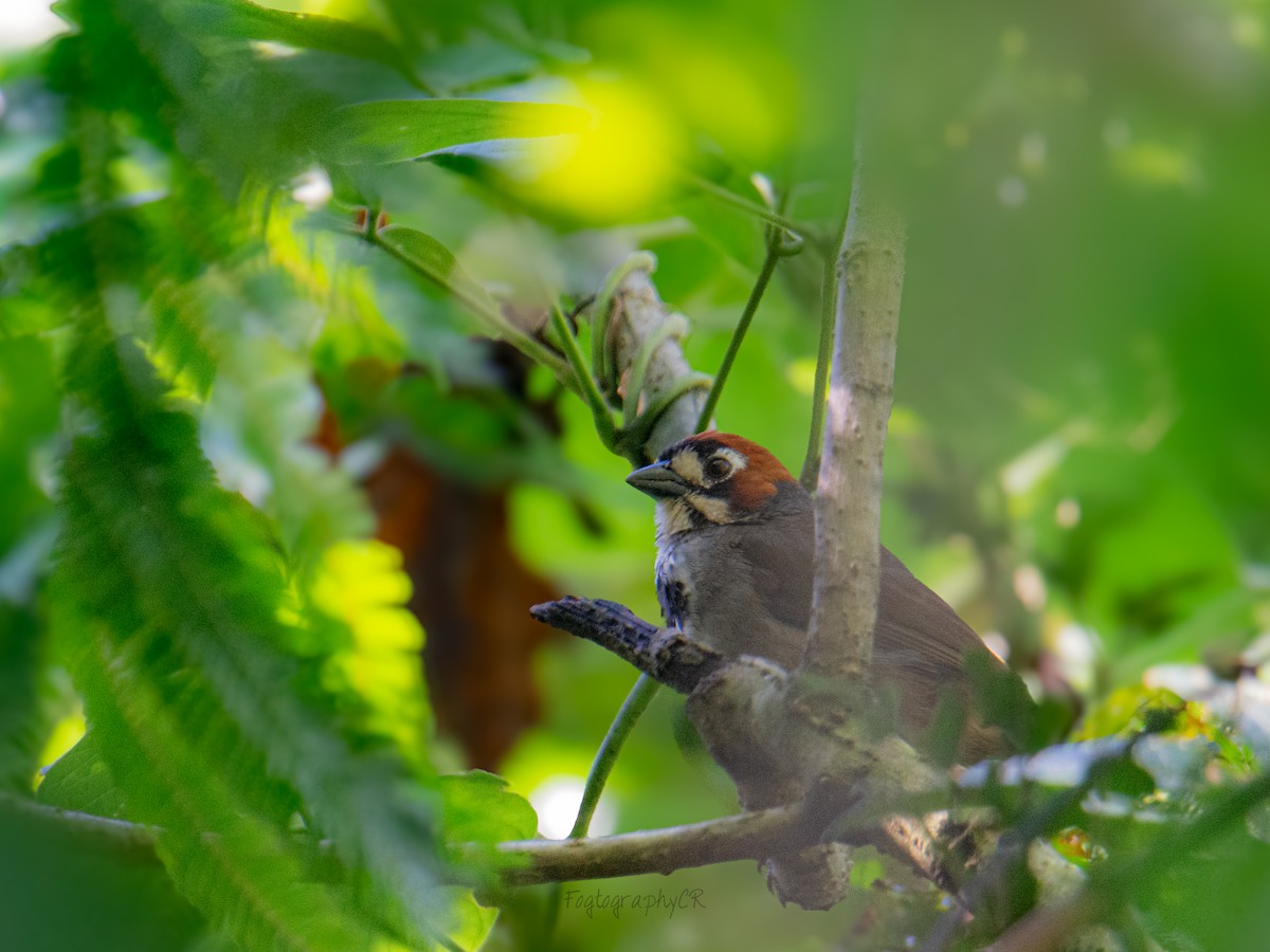 Cabanis's Ground-Sparrow - David Jimenez T.