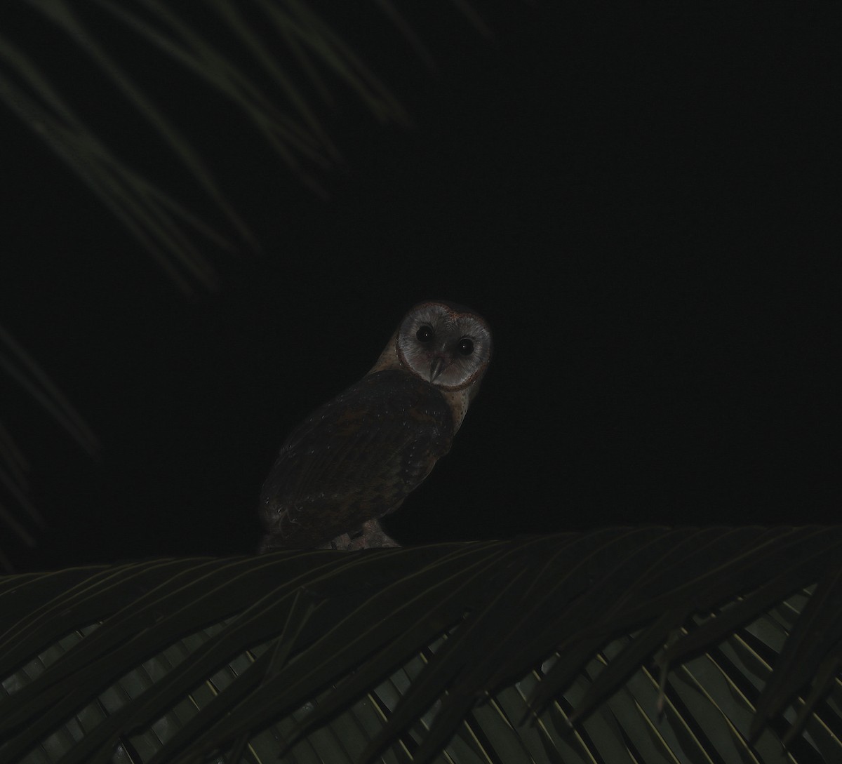 Sulawesi Masked-Owl - ML623044656