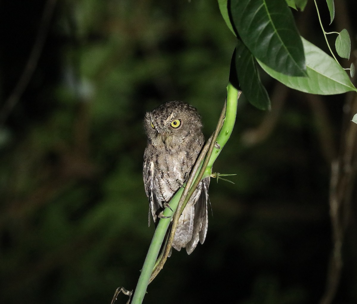 Sulawesi Scops-Owl - ML623044680