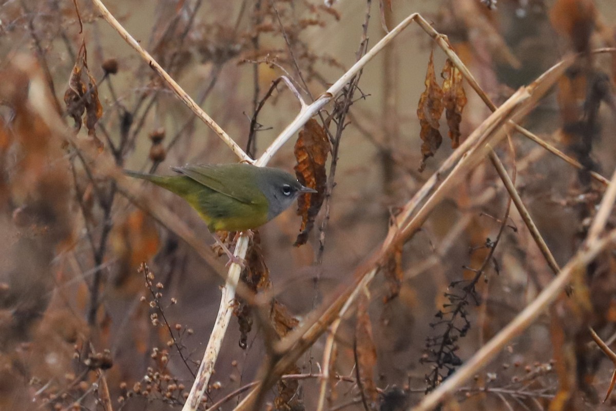 MacGillivray's Warbler - Nick Newberry