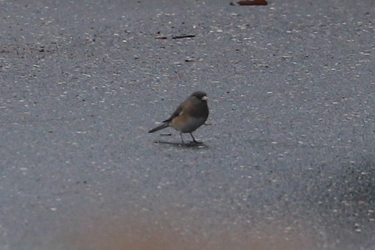 Junco Ojioscuro (hyemalis/carolinensis/cismontanus) - ML623044687