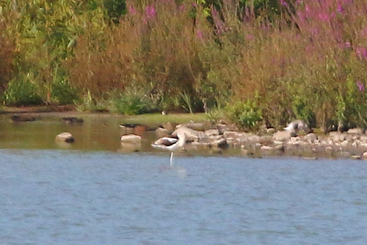 Avocette d'Amérique - ML623044693