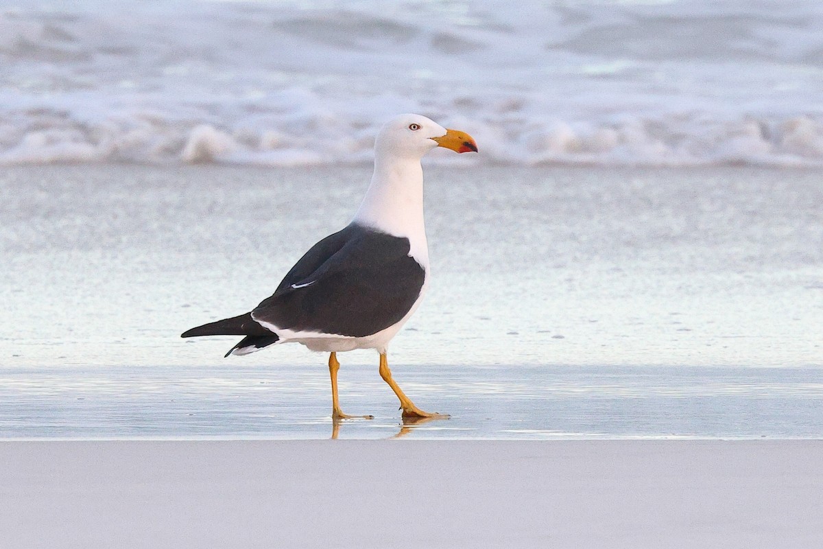 Pacific Gull - ML623044778