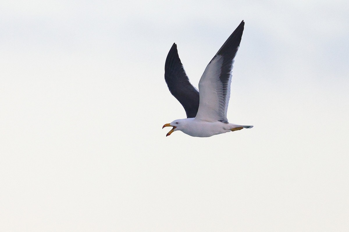 Pacific Gull - ML623044782