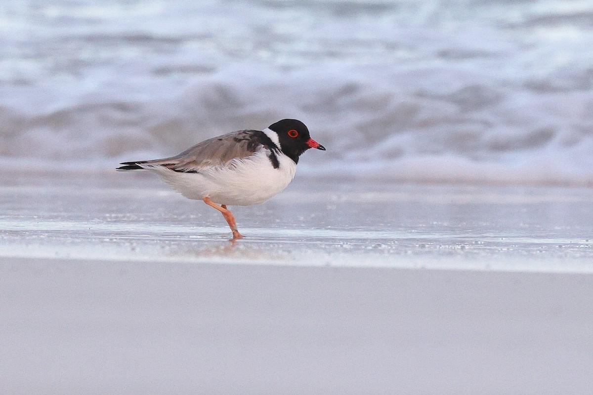 Hooded Plover - ML623044792