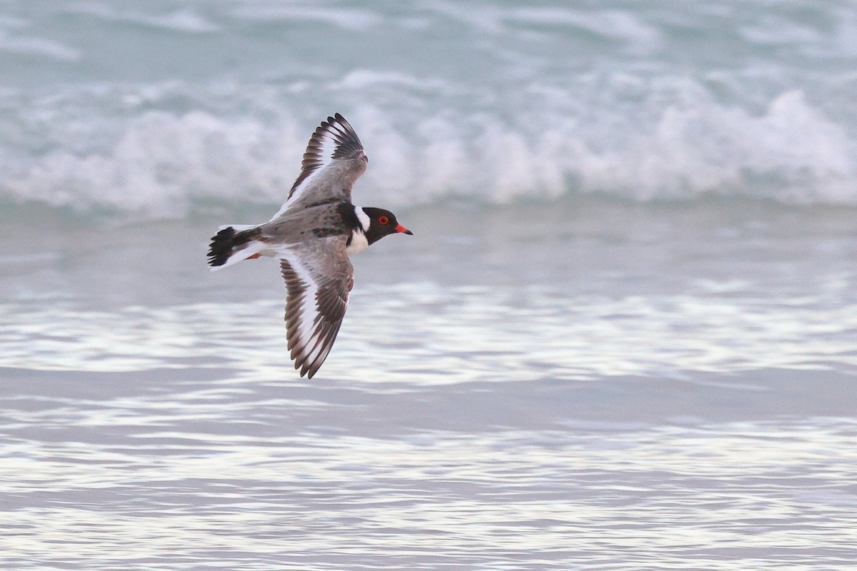 Hooded Plover - ML623044805