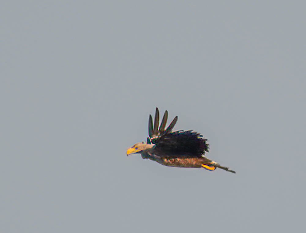 White-tailed Eagle - ML623044821