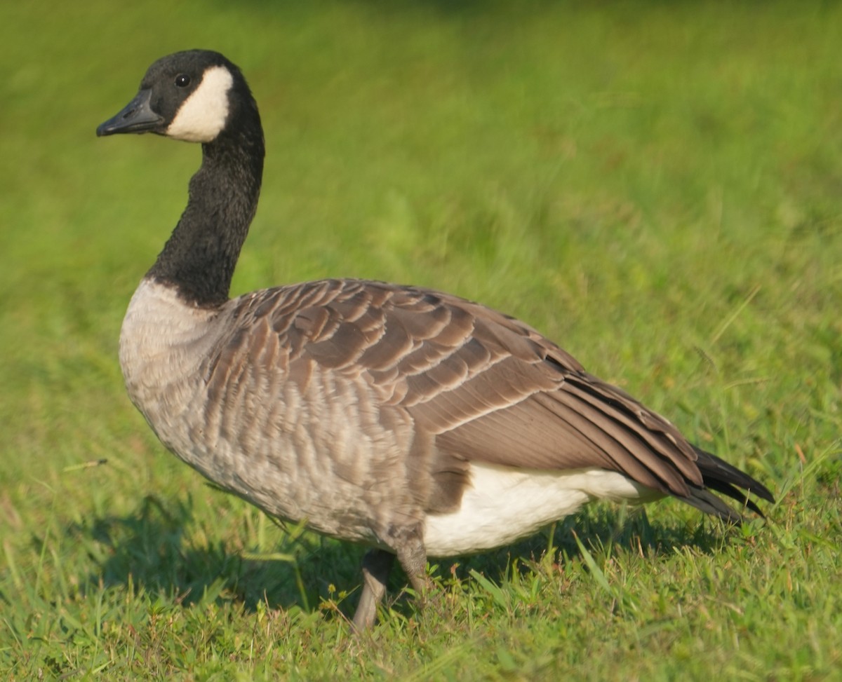 Branta sp. - ML623044831