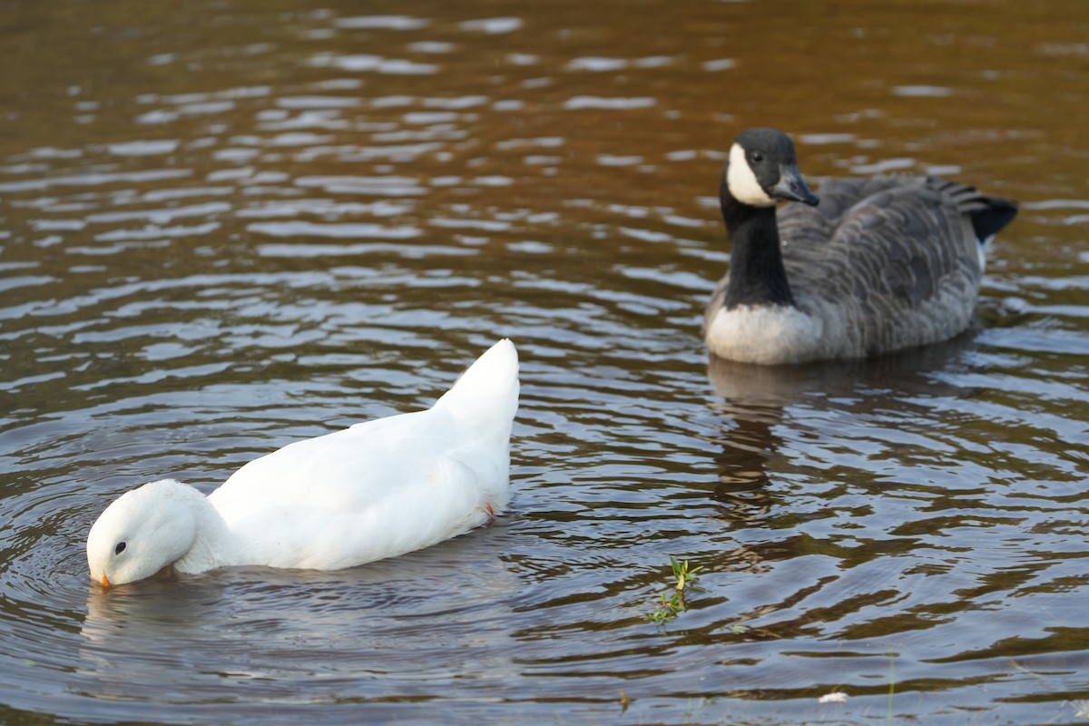 Branta sp. - ML623044833