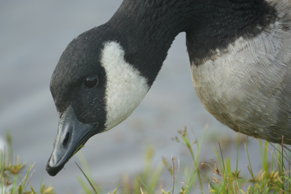 Branta sp. - ML623044834