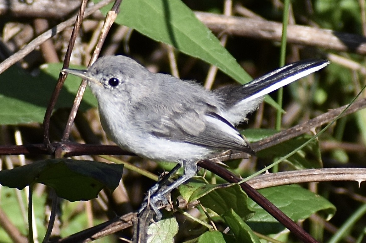 Blue-gray Gnatcatcher - Christian Feldt