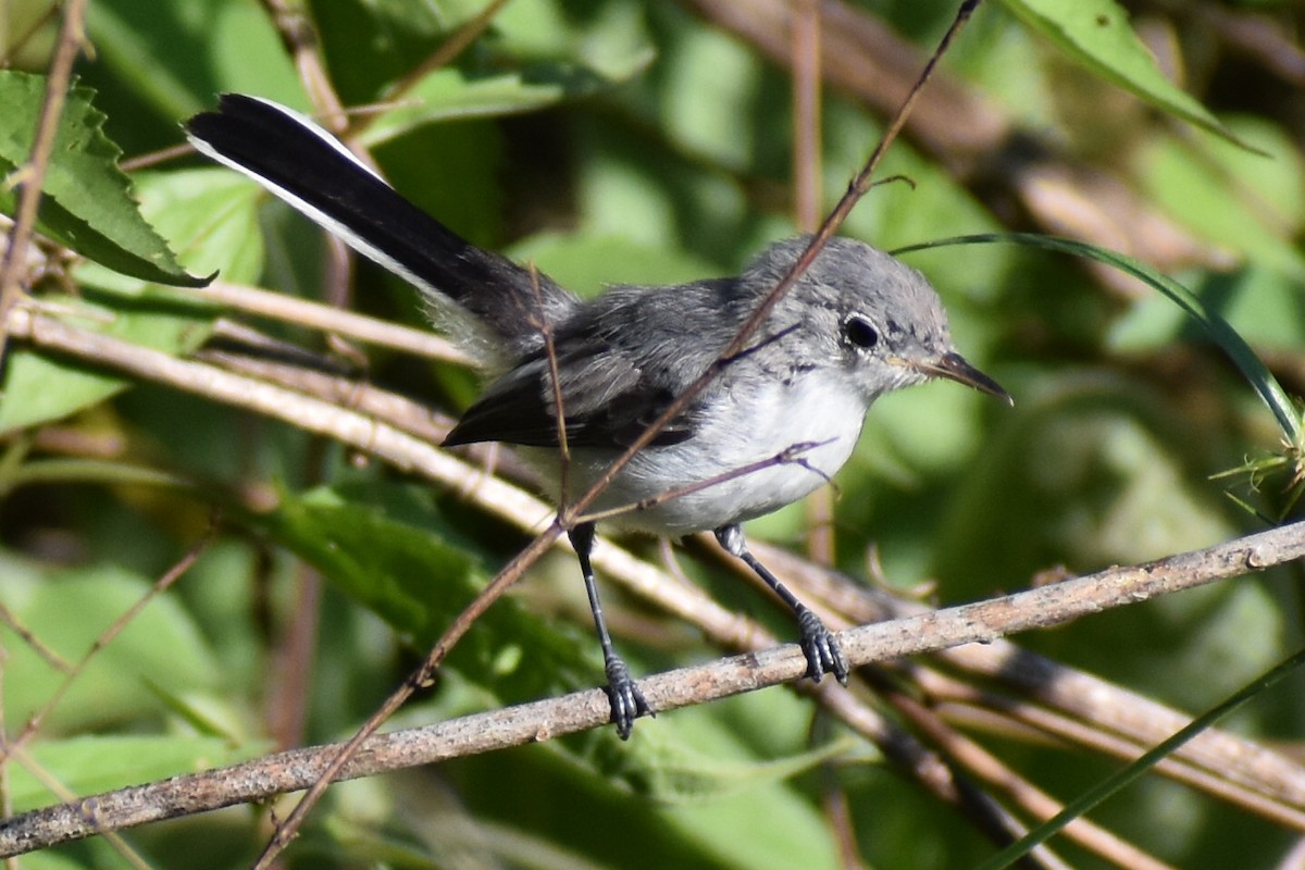 Blue-gray Gnatcatcher - Christian Feldt