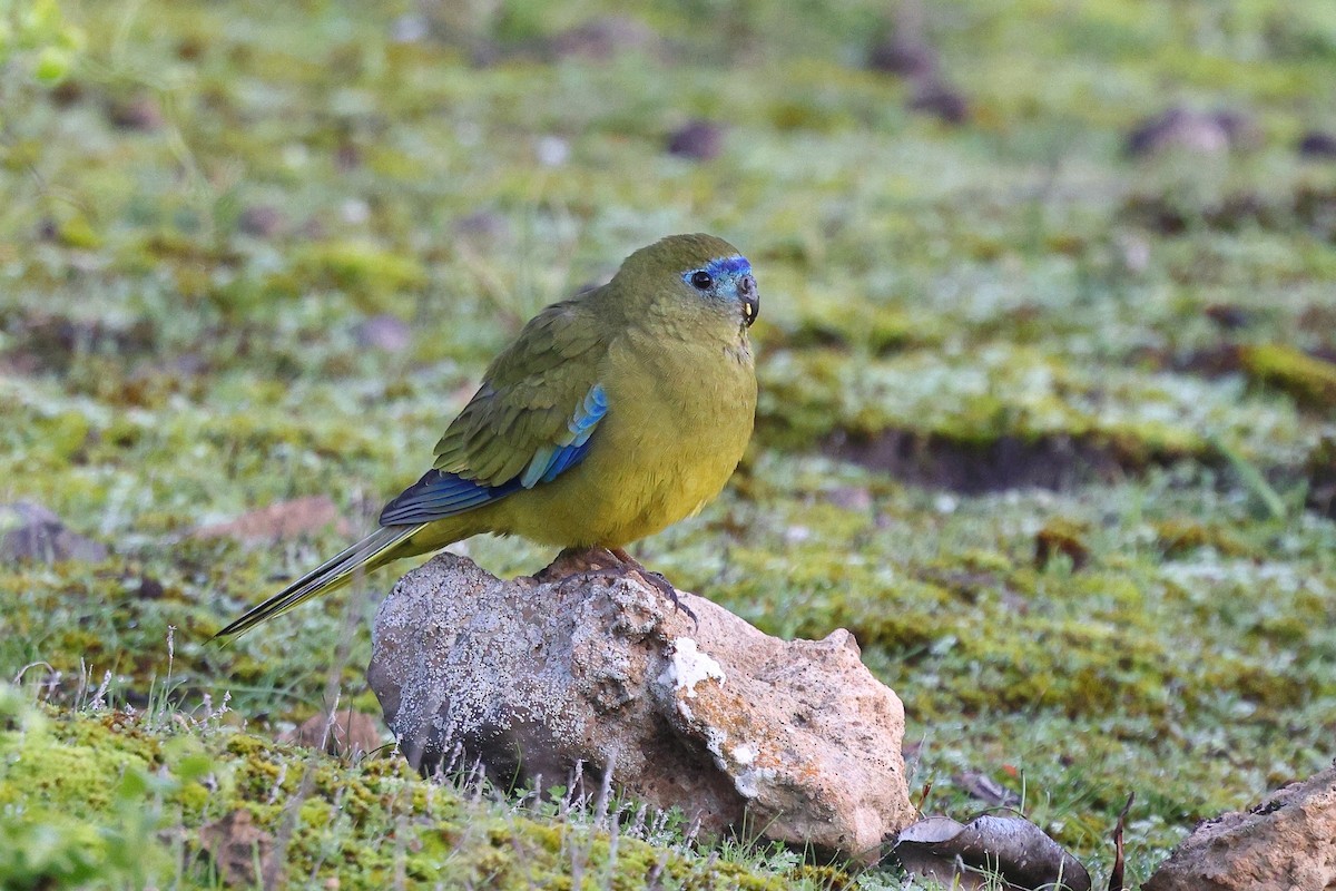 Rock Parrot - ML623044851