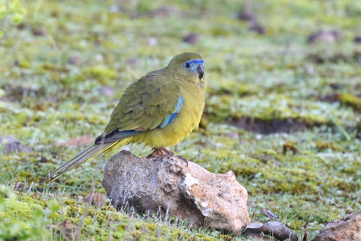 Rock Parrot - ML623044854