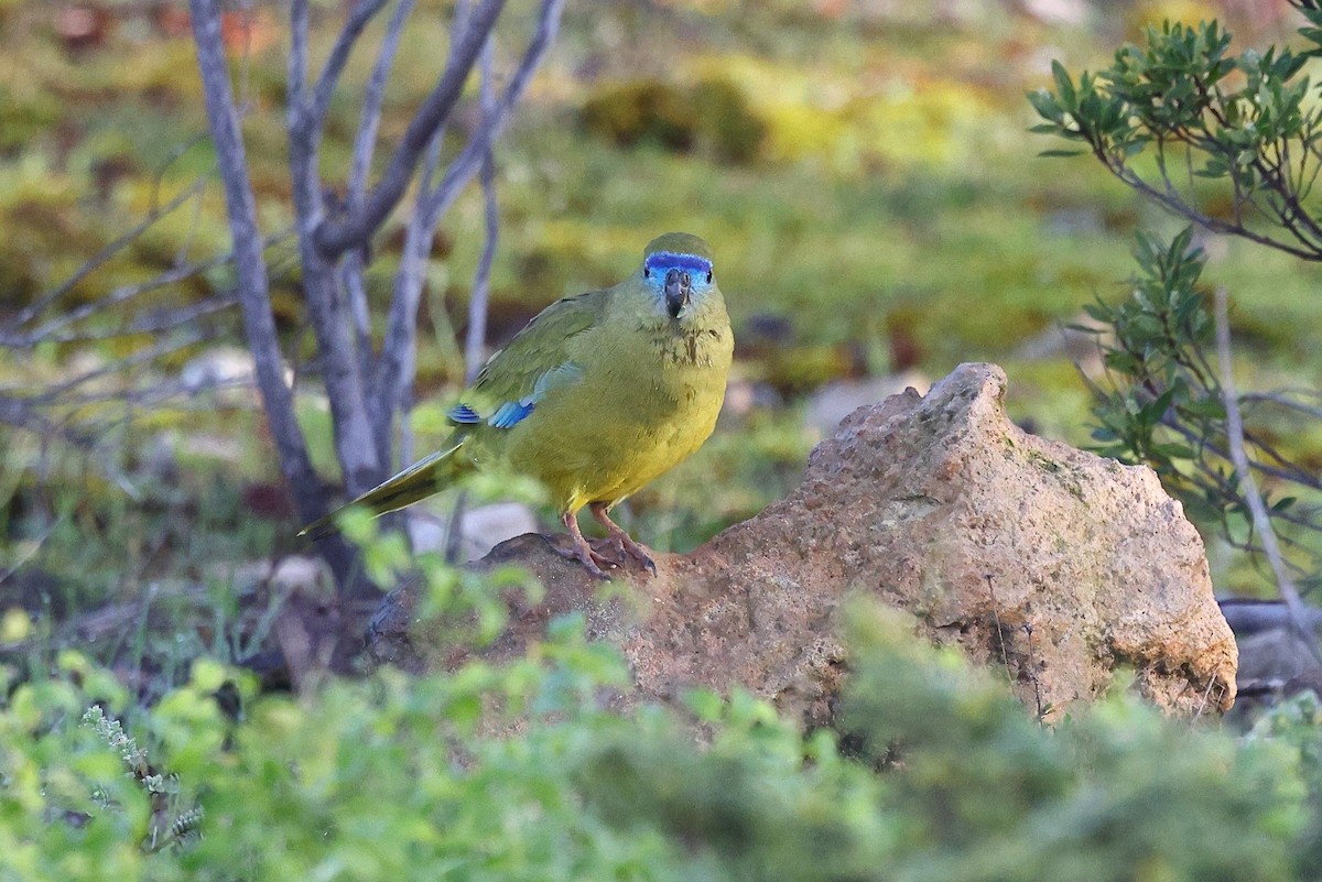 Rock Parrot - ML623044860