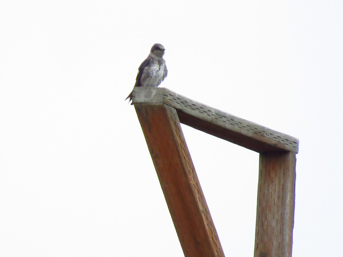 Purple Martin - ML623044873