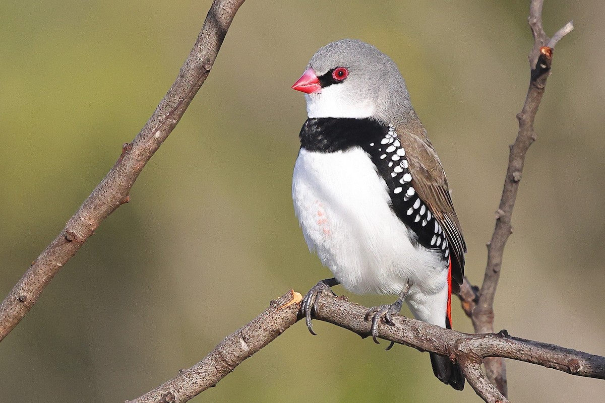 Diamond Firetail - Sam Zhang