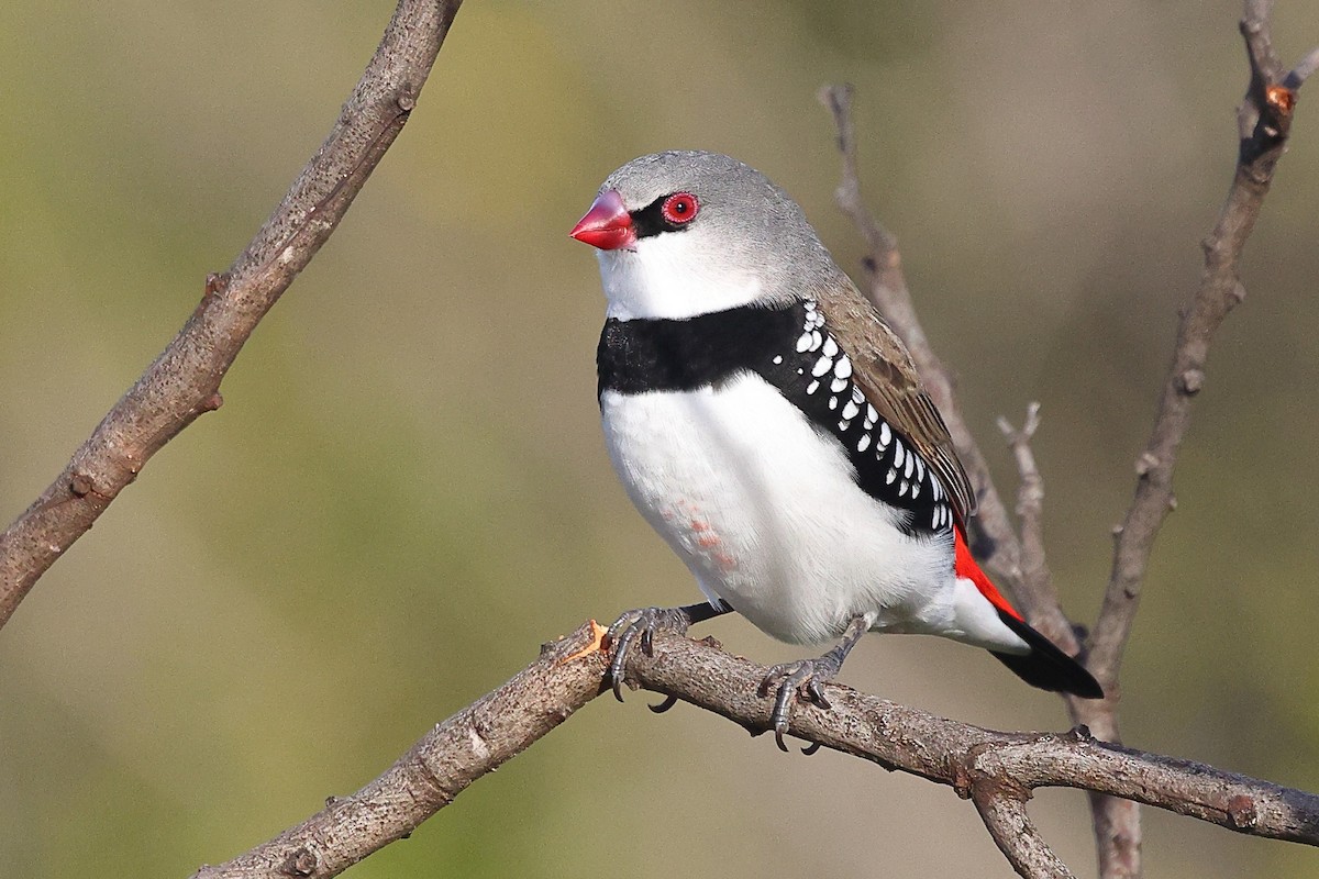 Diamond Firetail - Sam Zhang