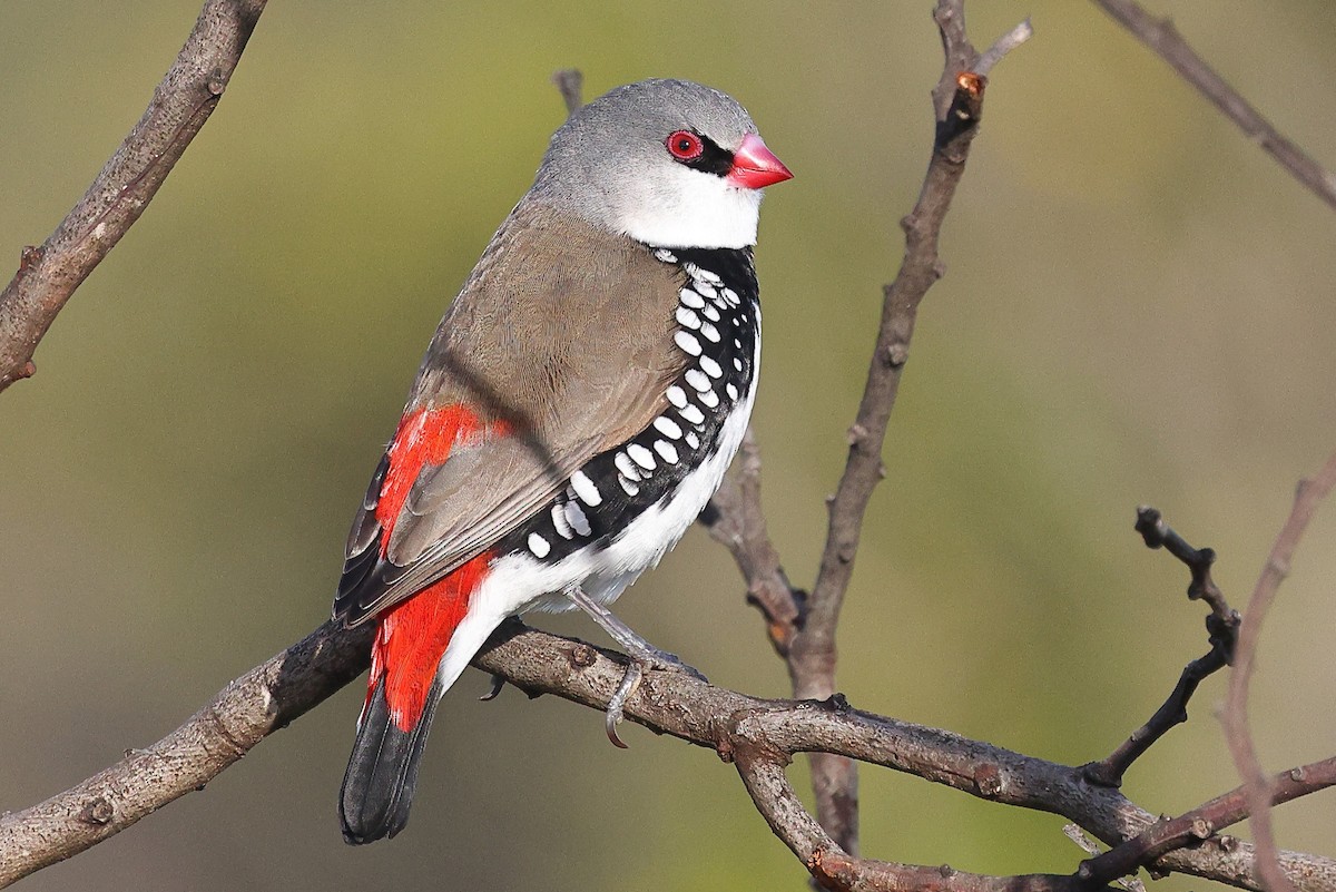 Diamond Firetail - Sam Zhang