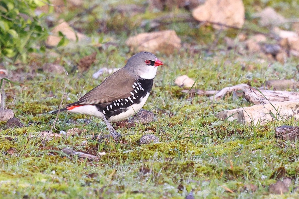 Diamond Firetail - ML623044899