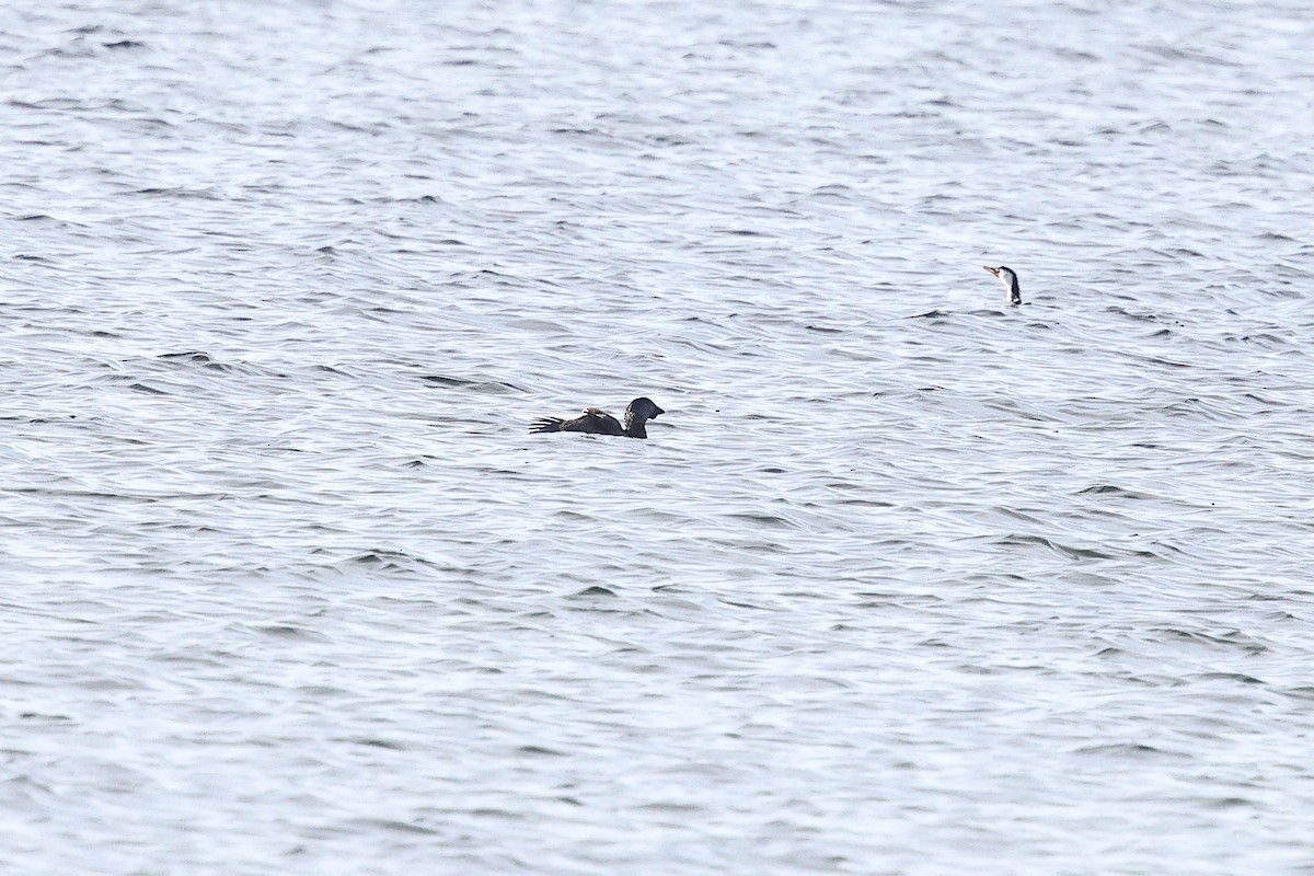 Musk Duck - ML623044939