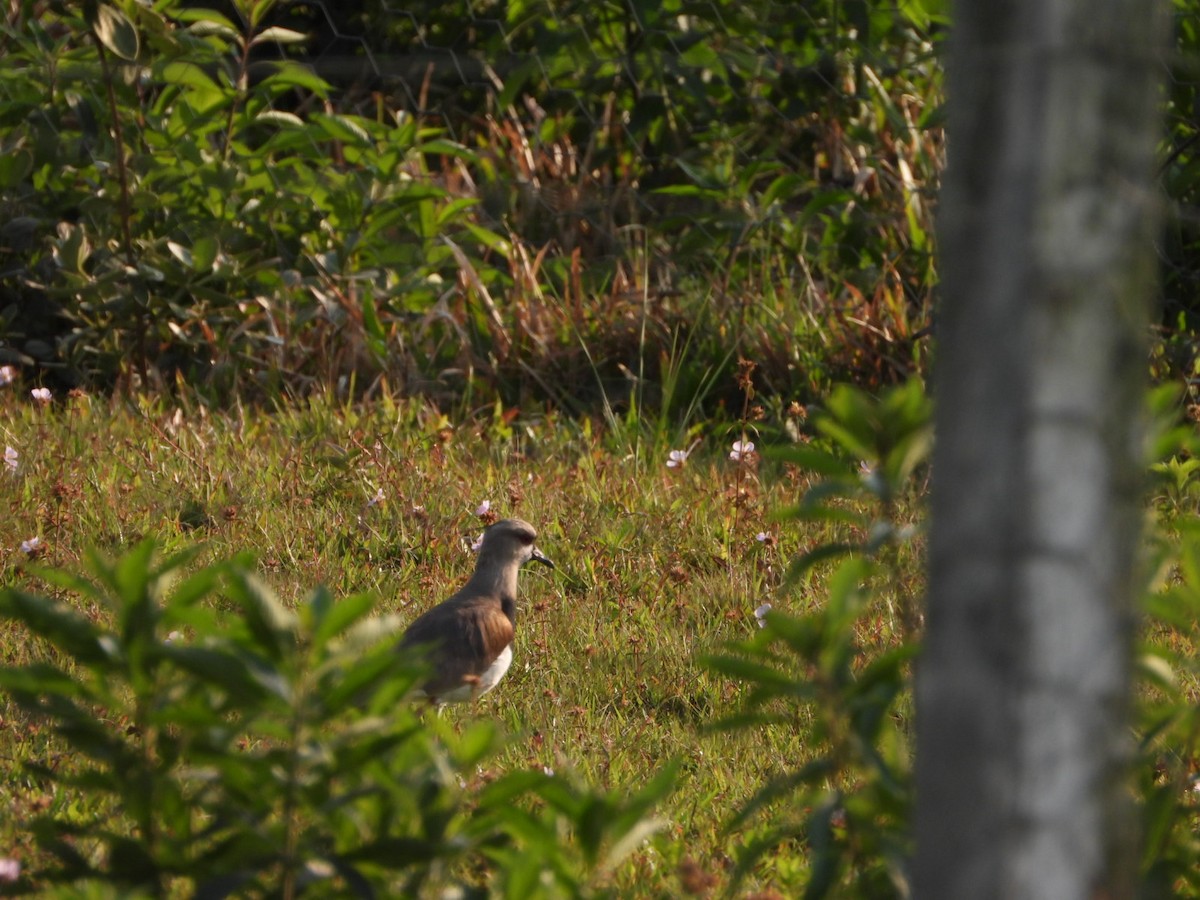 Southern Lapwing - ML623044962