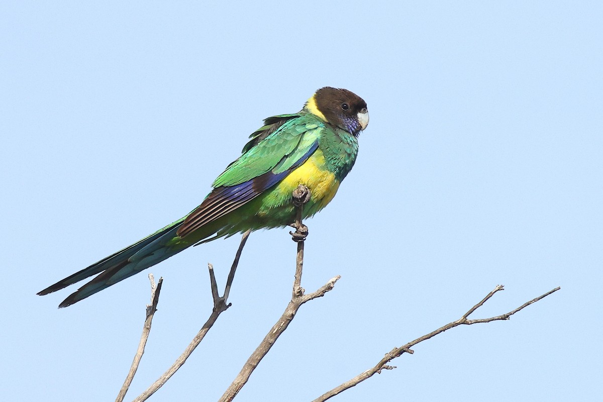 Australian Ringneck (Port Lincoln) - ML623044968