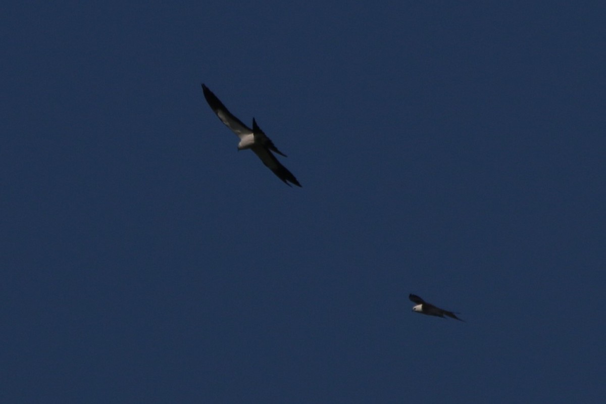 Swallow-tailed Kite - ML623044976