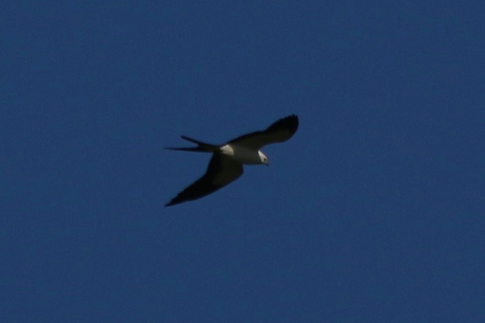 Swallow-tailed Kite - ML623044977