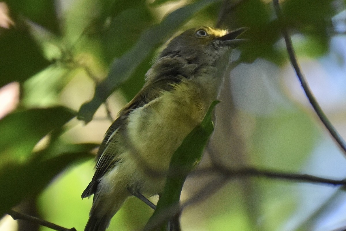 Vireo Ojiblanco - ML623045014