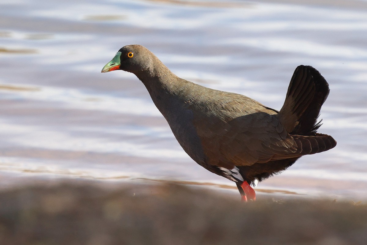 Black-tailed Nativehen - ML623045042