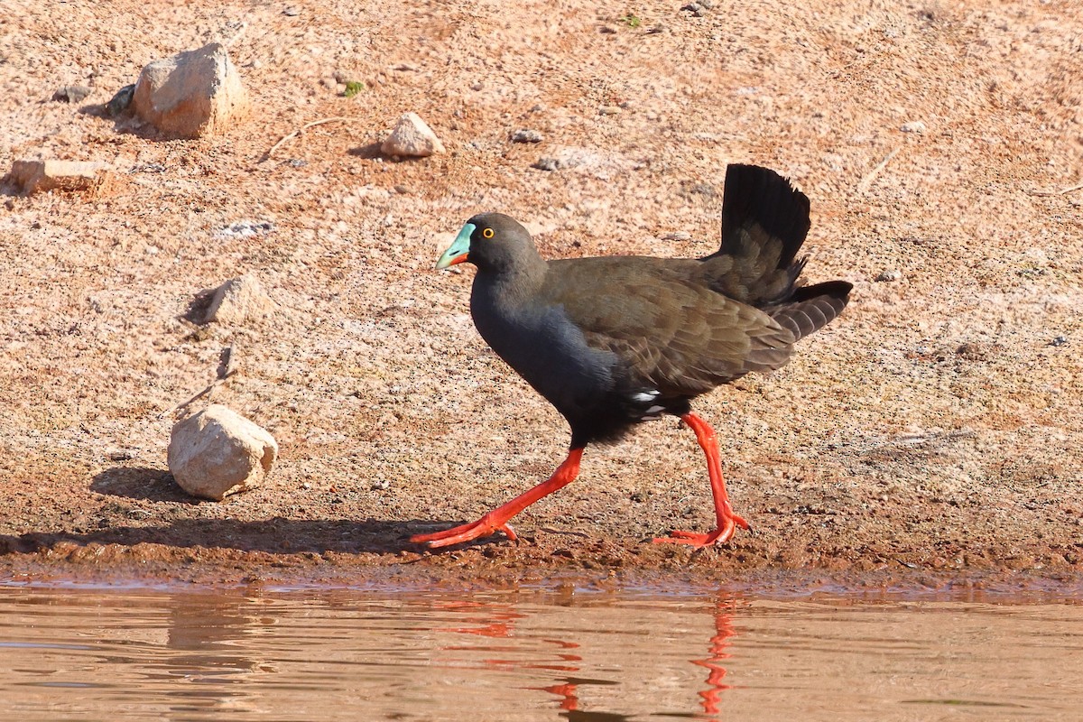 Black-tailed Nativehen - ML623045043