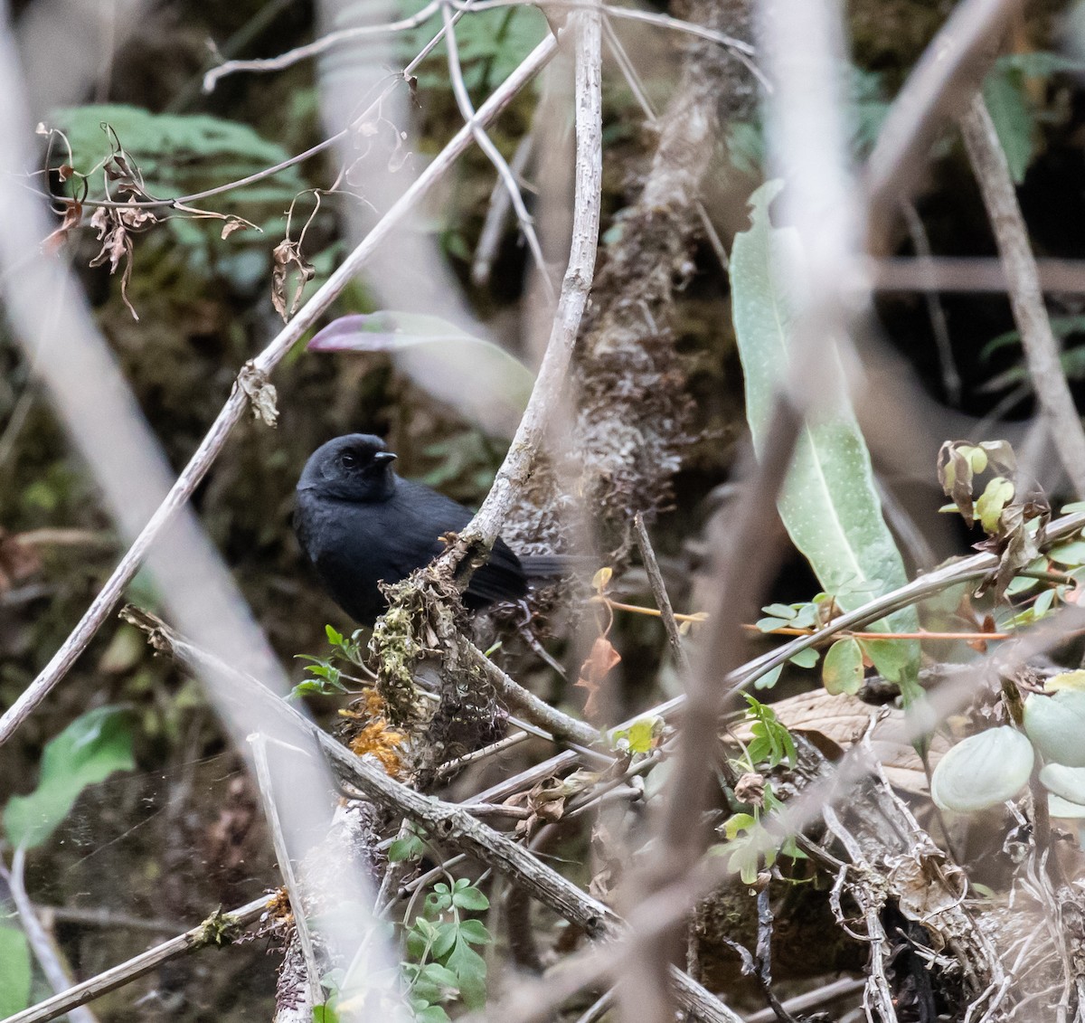 Utcubamba Tapaculo - ML623045047