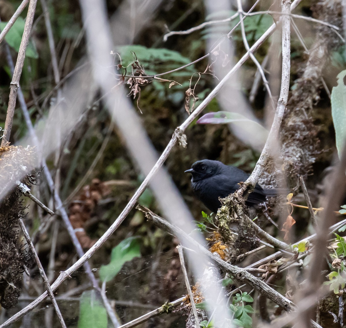 Utcubamba Tapaculo - ML623045048