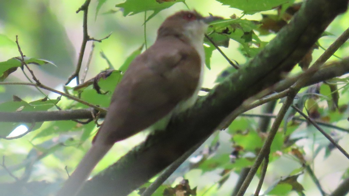 Black-billed Cuckoo - ML623045052