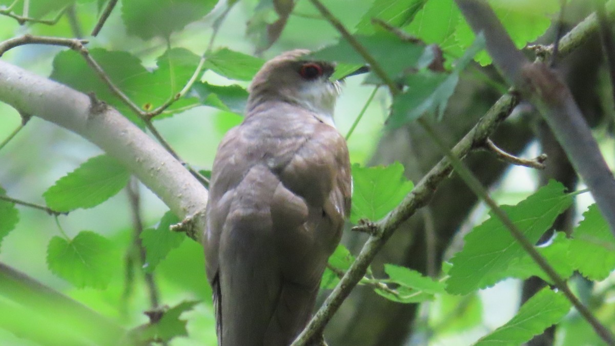 Black-billed Cuckoo - ML623045053