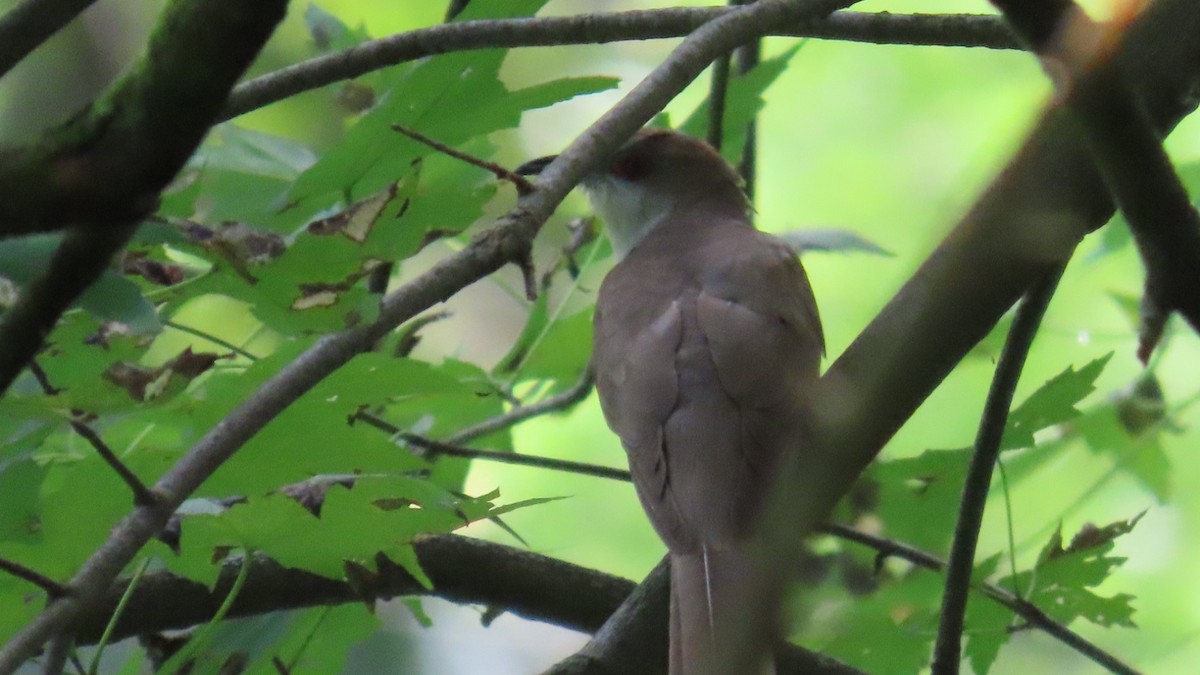 Black-billed Cuckoo - aerin tedesco