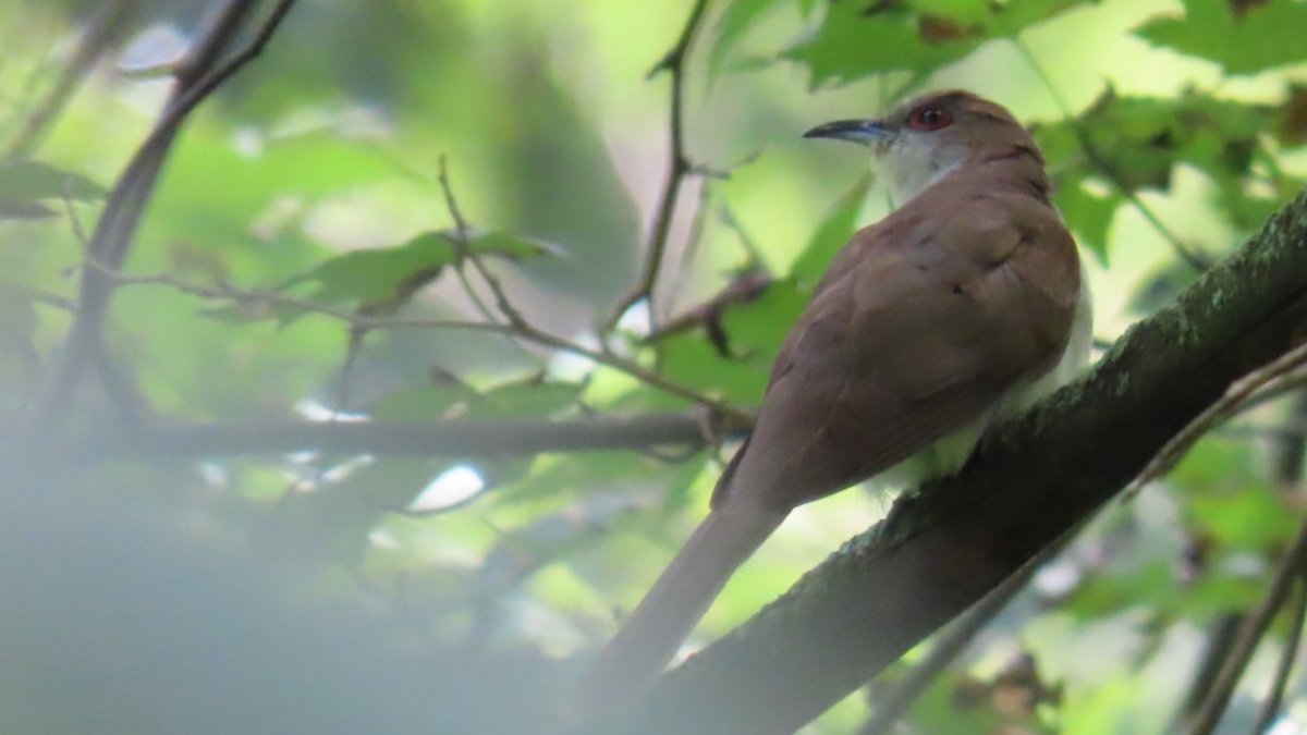 Black-billed Cuckoo - ML623045055