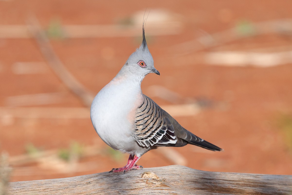 Crested Pigeon - ML623045064