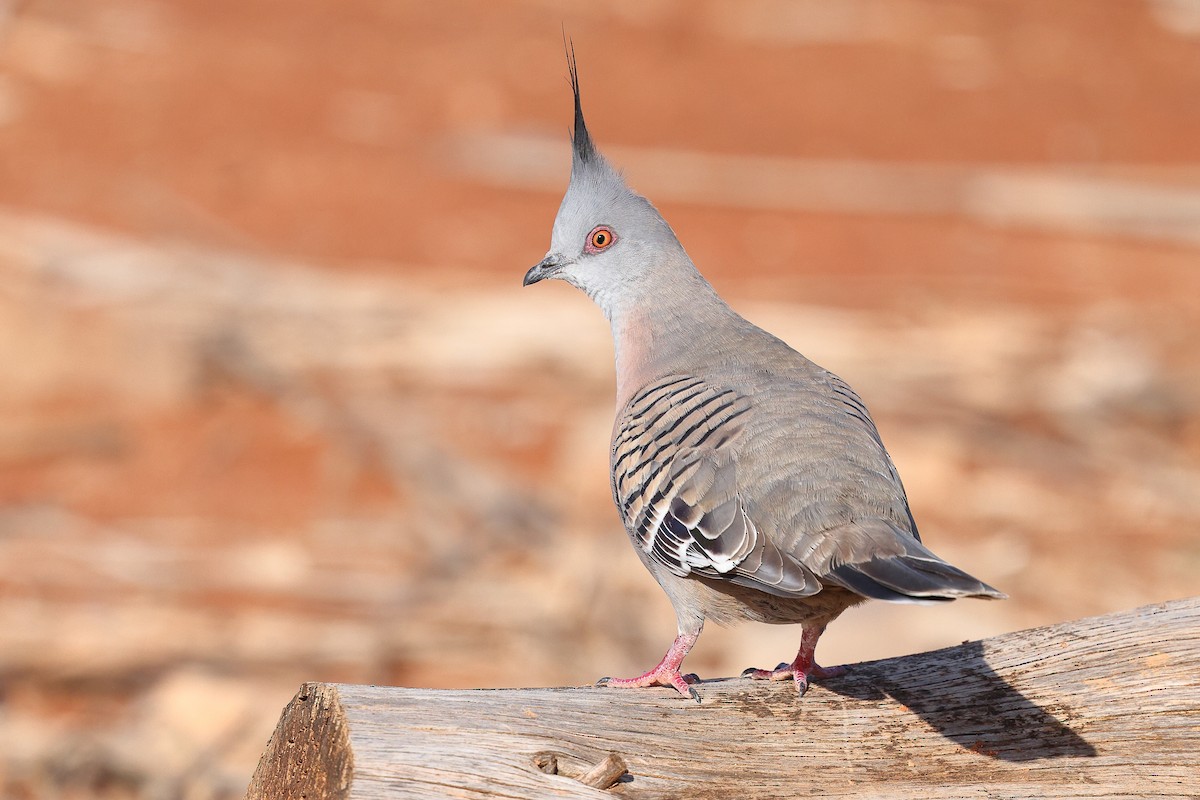 Crested Pigeon - ML623045069