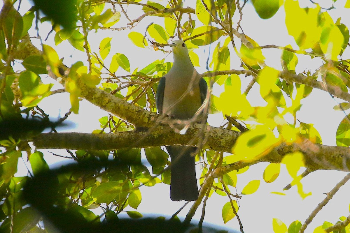 Enggano Imperial-Pigeon - ML623045102
