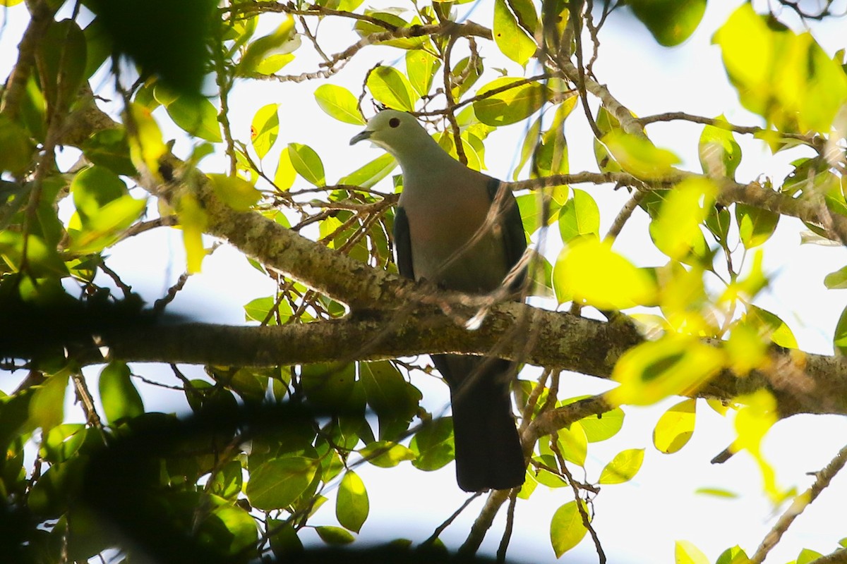 Enggano Imperial-Pigeon - ML623045123